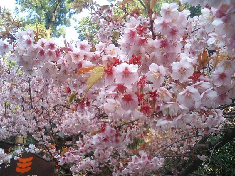 久能山東照宮の桜