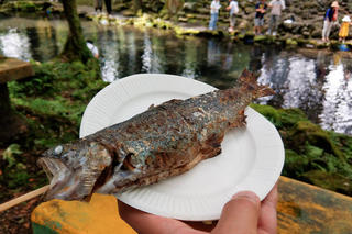 富士の麓で鱒トラウト釣り