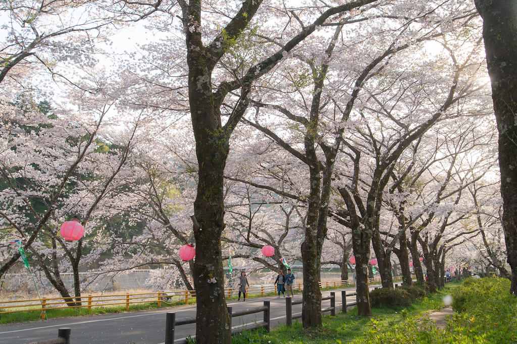 20190406163731_0.jpg 家山桜トンネルの北側の川沿い