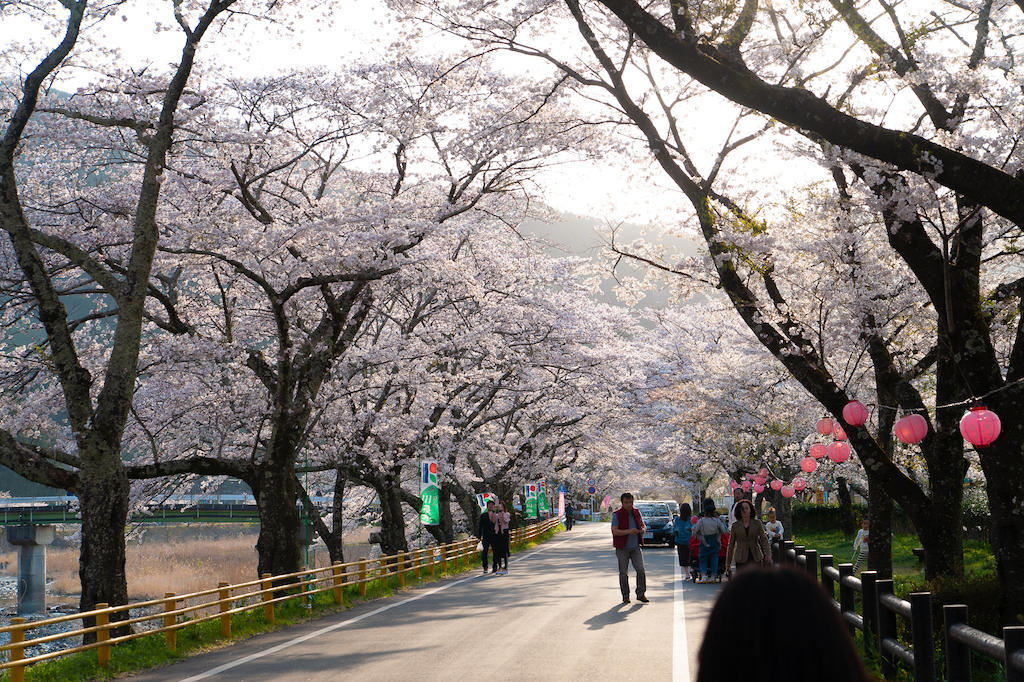 20190406164046_0.jpg 家山桜トンネル北側の川沿い