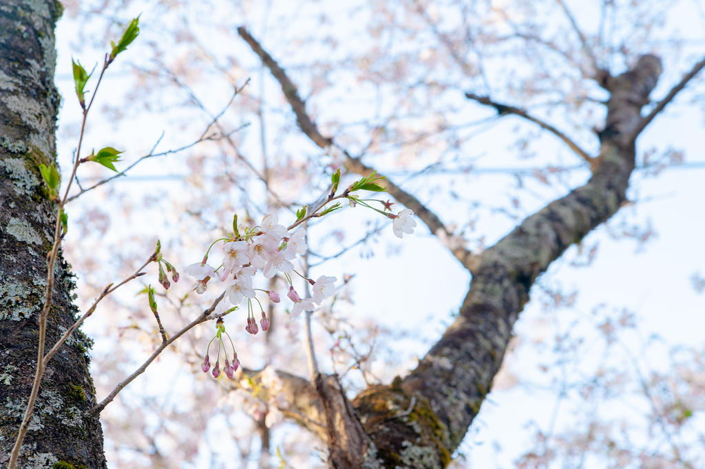 20190406165235_0.jpg 家山桜トンネル