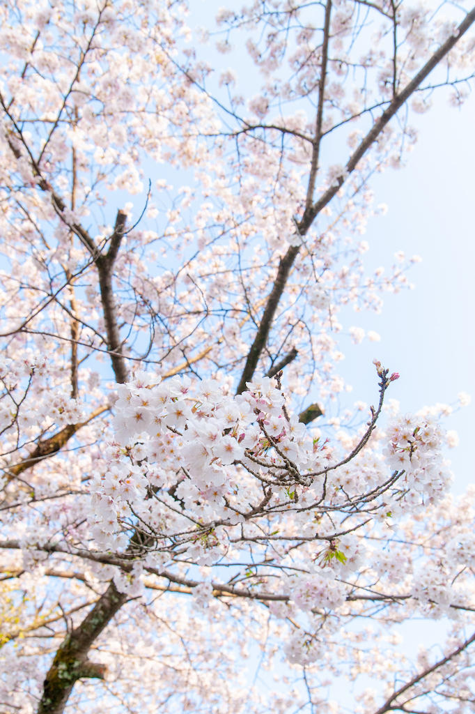 20190406165328_0.jpg 家山桜トンネル