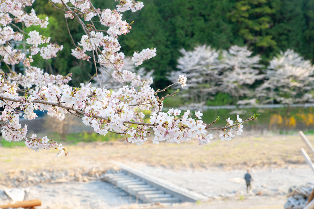 20190406165653_0.jpg 家山桜トンネル