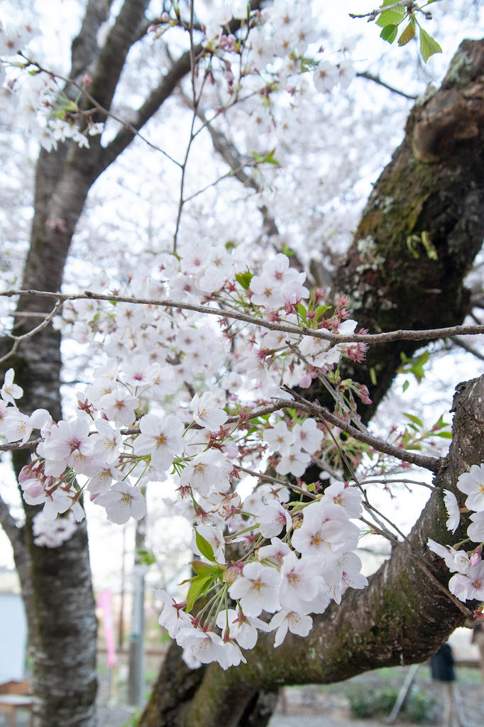 20190406172251_0.jpg 家山桜トンネル