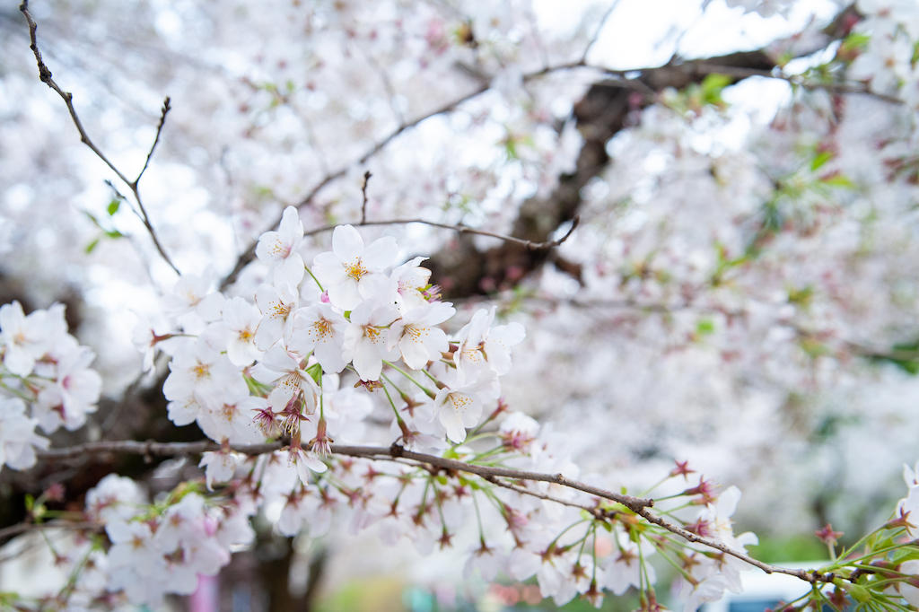 20190406172734_0.jpg 家山桜トンネル